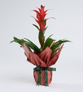 kırmızı, guzmanya, guzmanya çiçeği, kırmızı