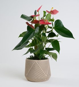 antoryum, antoryum çiçeği, saksı antoryum