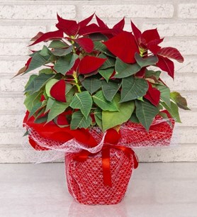 poinsettia, atatürk, poinsettia çiçeği, 