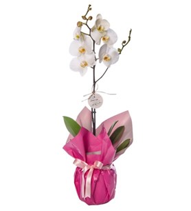 orkide, tek dal orkide, beyaz orkide